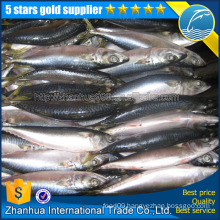 frozen seafood importers,pacific mackerel fish